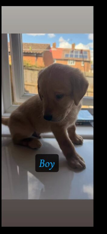 3 beautiful labradors 4black girls available