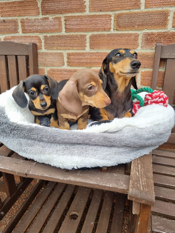 2 Beautiful Mini Dachshunds for sale