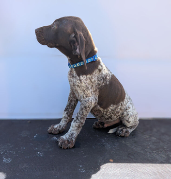 3 gorgeous German pointers