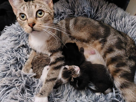Beautiful newborn kittens