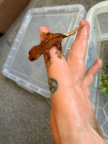 Baby crested geckos