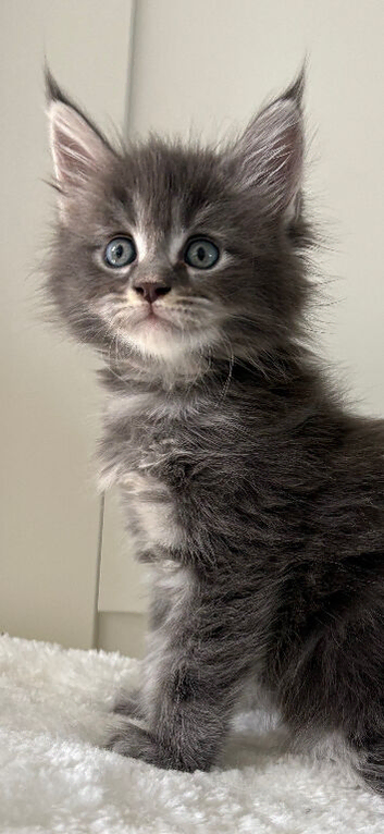 TICA registered, full pedigree