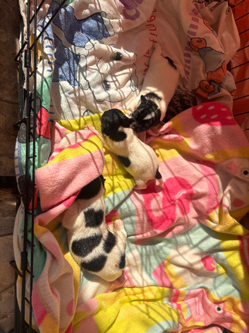 Traditional Jack Russell Puppies
