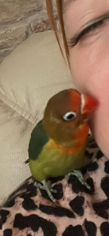 Beautiful hand reared female baby lovebird