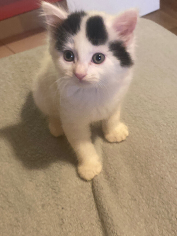 Ragdoll x British shorthair