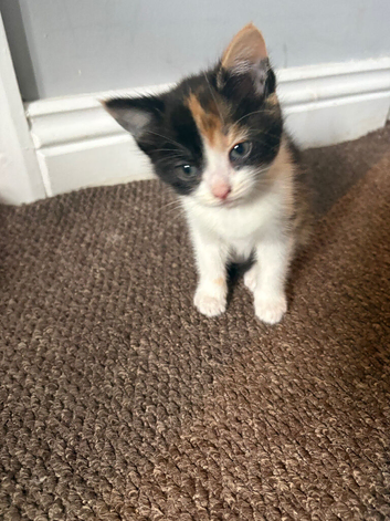 Four beautiful kittens for sale