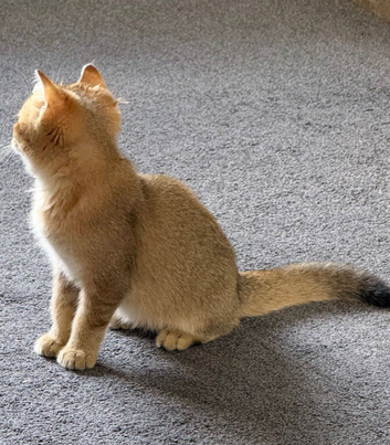 Pedigree GCCF Golden BSH Ready Now!