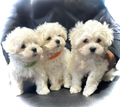 for sale maltese puppies