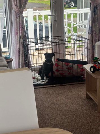 Red fox lab x staffy