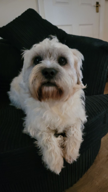 Handsome pug cross bichon frise