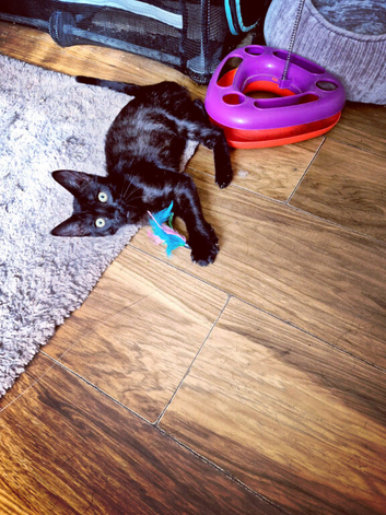 Bengal X Persian female kitten
