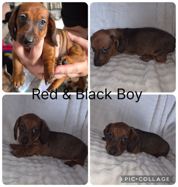 Miniature Dachshund