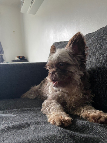 Fluffy French bulldog