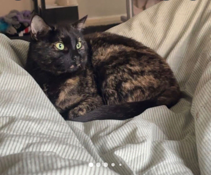 Cat for sale