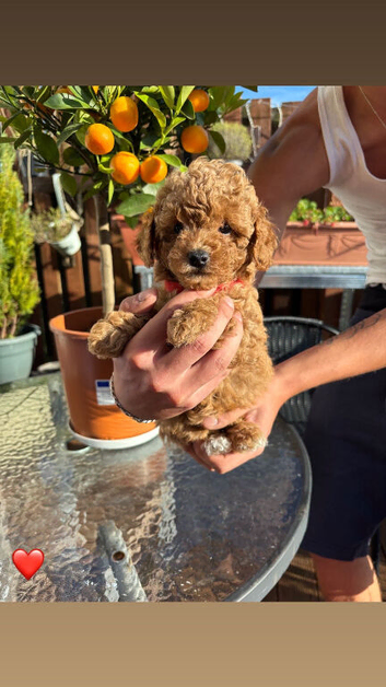 7 maltipoo puppies looking for a loving caring home