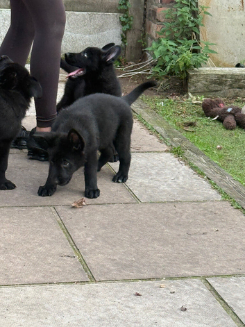 GSD PUPPIES
