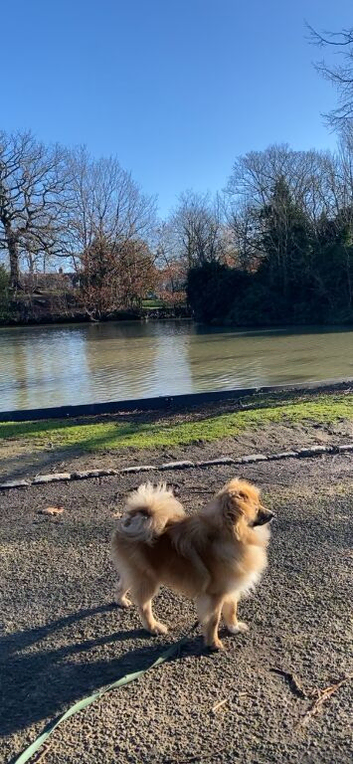 Pomeranian puppy for sale