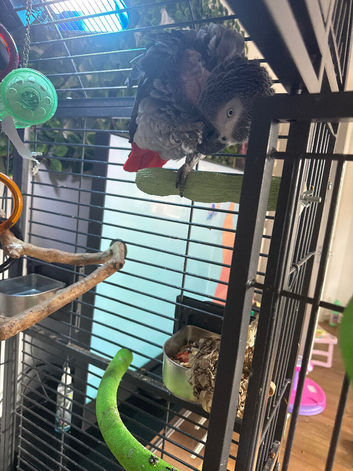 African Grey