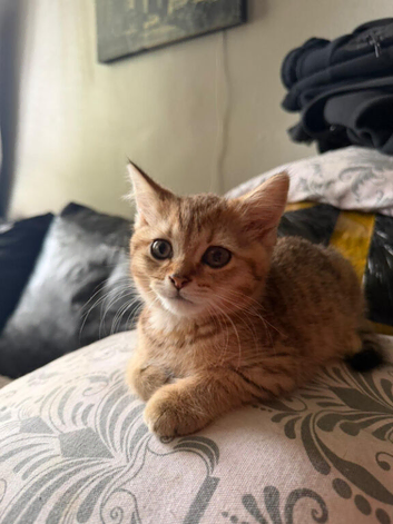 Golden British shorthair