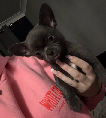 Kc registered smooth coat male chihuahua puppy