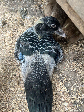 Muscovy - lots of colours - Hatched Regularly
