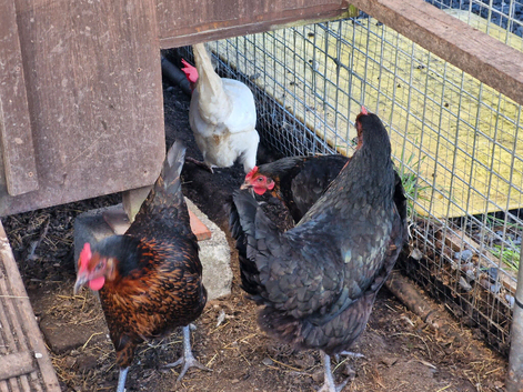 Hens