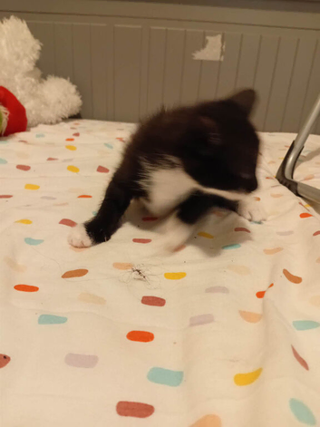 7 little kittens
