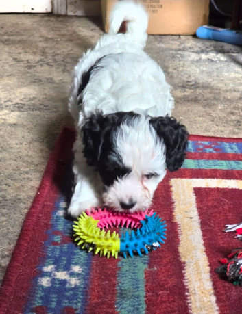 Stunning little cavapoo puppy