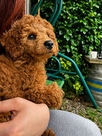 Male poddle for sale