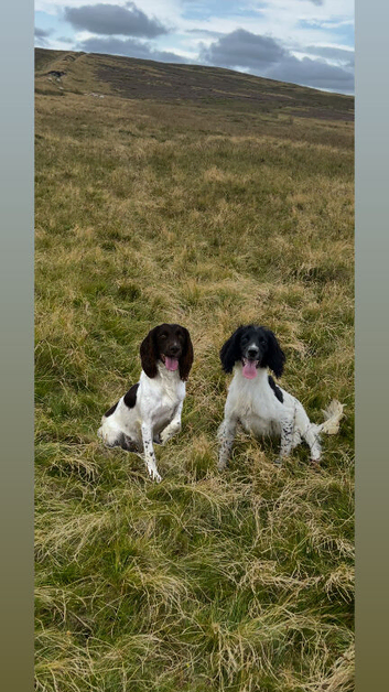 Springer spaniel pups