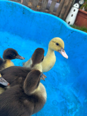 Muscovys ducklings