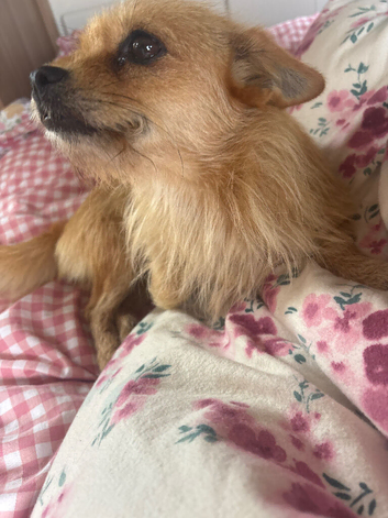 Chihuahua girl