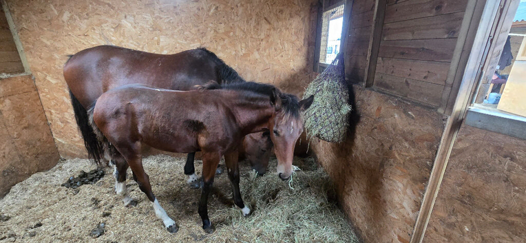Welsh D x Hackney filly