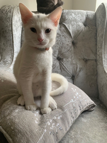 British shorthair cross kittens