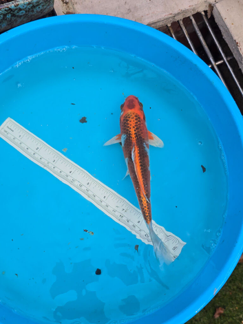 Koi kajaku