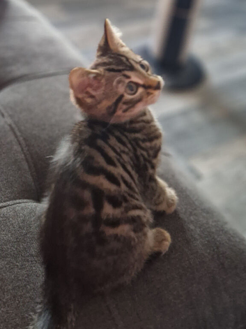 Gorgeous Bengal male kitten
