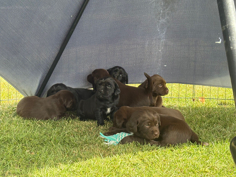 8 Springador Puppies