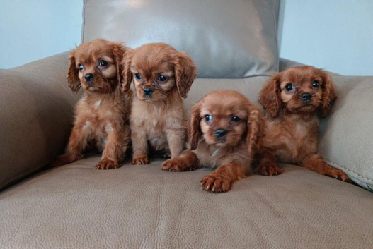 Cavalier King Charles Puppies