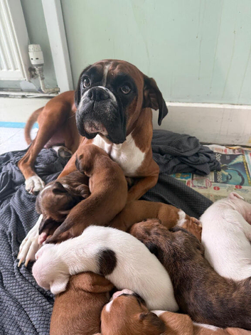 Boxer pups kg registered