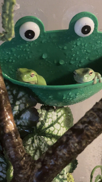 2 whites tree frogs