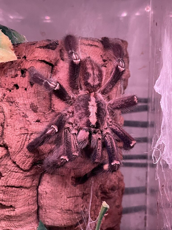 mm p.metallica looking for love