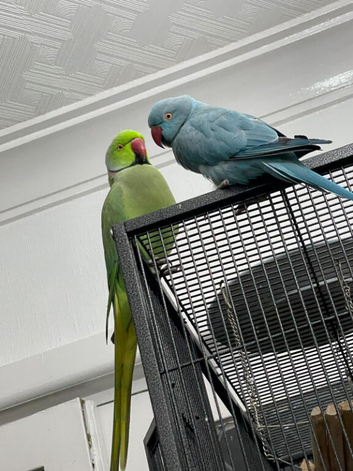 Pair of Indian Ringnecks + Large Cage &ndash; Proven Breeding Pair