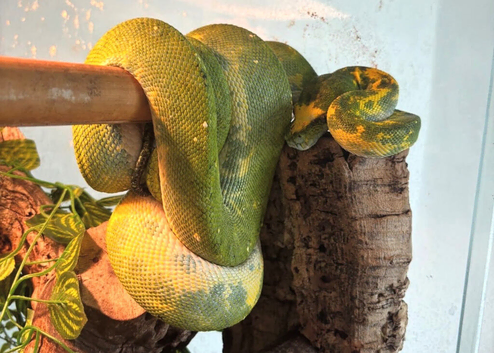 CB22 male green tree python