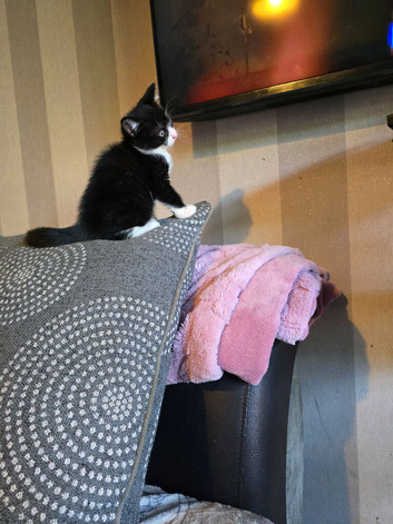 Half maine coon kitten