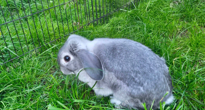 Grey 1 yr old mini lop