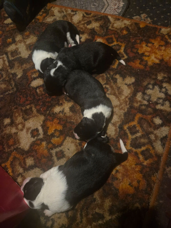 Border collie pups