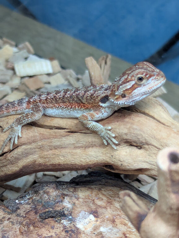 Baby bearded dragons for sale in southeast London