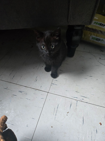 3 beautiful kittens for sale