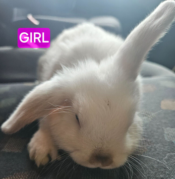 Mini lop chocolate point baby girl