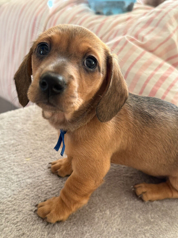 BEAUTIFUL RED DAPPLE MINIATURE DACHSHUNDS